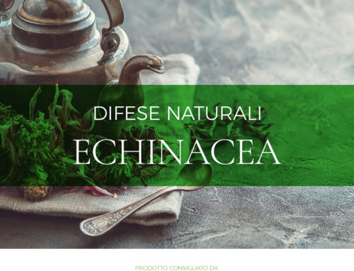 Echinacea: l’integratore naturale per il periodo autunnale